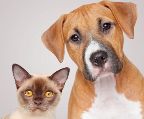 Pets no condomínio: o que você precisa saber.